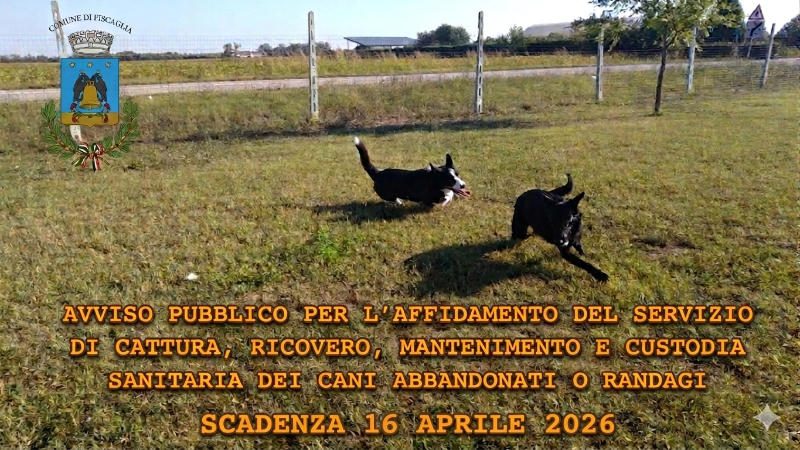 Affidamento_canile_2026
