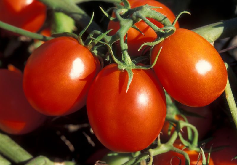 img_pomodori