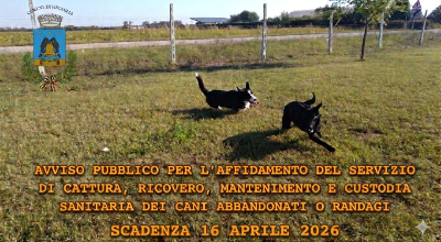 Affidamento_canile_2026