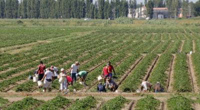 lavoratori campagna