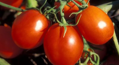 img_pomodori